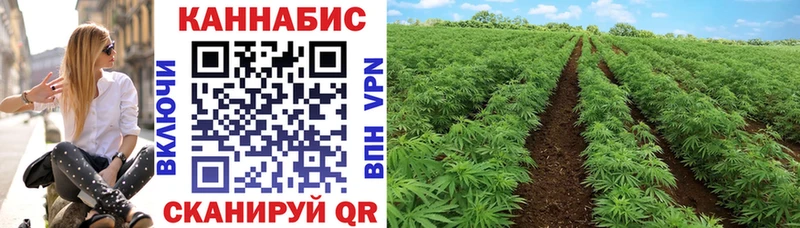 Канабис планчик  что такое   Мамадыш 